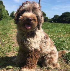 a shaggy dog sitting on top of a grass covered field