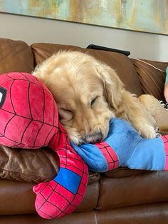 a dog laying on top of a stuffed animal next to a person sitting on a couch