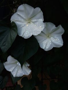 two white flowers with water droplets on them are lit up in the dark by some green leaves