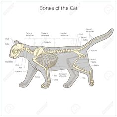 the skeletal skeleton of a cat with labeled bones stock illustration image of animal, anatomy