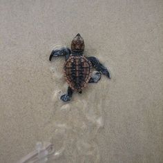 a baby sea turtle crawling out of the sand