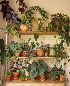 a shelf filled with lots of potted plants