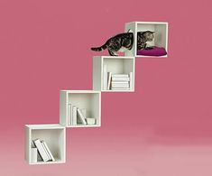 there is a cat that is climbing the bookshelf