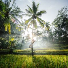 the sun shines through palm trees in a rice field