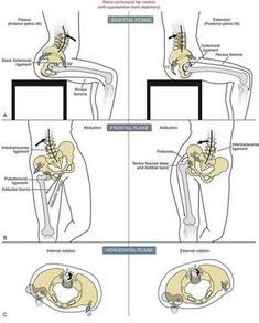 Medical Diagrams, Serve Others, Yoga Anatomy, Pelvic Tilt, Spine Health, Muscle Anatomy, Hip Flexors, Human Anatomy And Physiology, Medical Anatomy