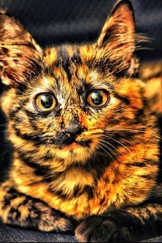 a small kitten sitting on top of a couch