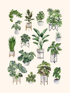 a collection of potted plants in different shapes and sizes