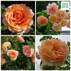 four different types of roses in various stages of blooming, from pink to orange