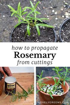 how to propagate rosemary from cuttings in pots with text overlay that says how to propagate rosemary from cuttings