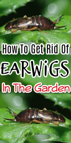 how to get rid of earwigs in the garden