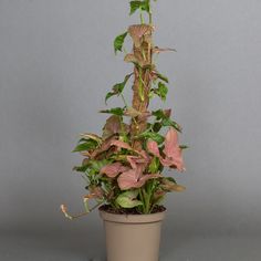 a potted plant with pink and green leaves on it's side, in front of a gray background