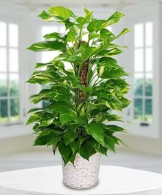 a potted plant sitting on top of a white table