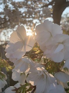 the sun is shining through some white flowers