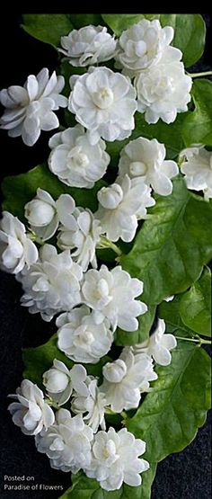 white flowers with green leaves on a black background