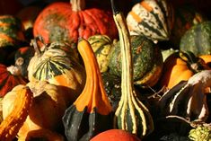 a bunch of gourds that are sitting on top of each other in a pile