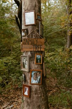 a family tree with pictures on it in the woods