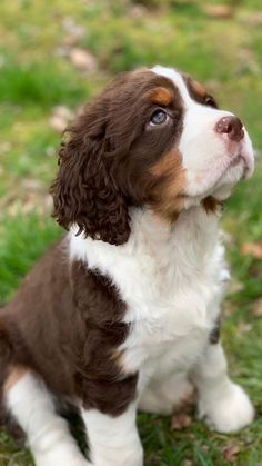 a brown and white dog sitting in the grass