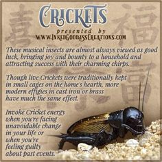 Spiritual Meaning Of Crickets, Dragon Spells, Crow Totem, Kitchen Witches, Spirit Guide Messages, Find Your Spirit Animal, Appalachian People