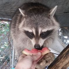 a raccoon eating watermelon on top of a piece of wood next to a person