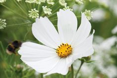 a white flower with yellow center surrounded by other flowers