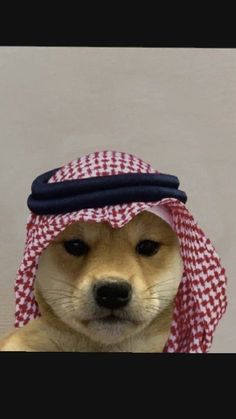 a brown dog wearing a red and white checkered head covering on it's face