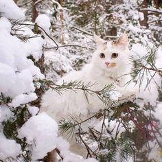 a white cat sitting on top of a snow covered tree branch in the woods with lots of snow