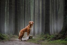 a dog standing in the middle of a forest