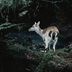 a small deer standing in the middle of a forest next to a body of water