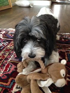 a small black and white dog holding a stuffed animal in its mouth on a rug