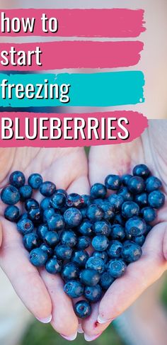 hands holding blueberries with the words how to start freezing blueberries