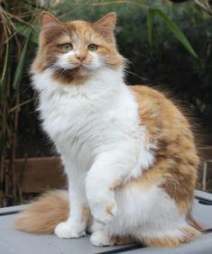 an orange and white cat is sitting on top of a car hood looking at the camera