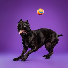 a black dog playing with a ball on a purple background