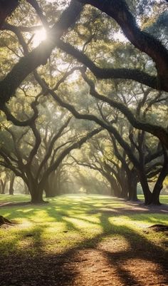 the sun shines through the trees in this park