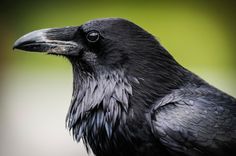 a close up of a black bird with a green background