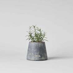 a potted plant sitting on top of a white table