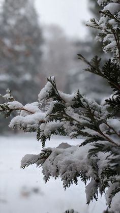 snow covered pine tree branches in the foreground