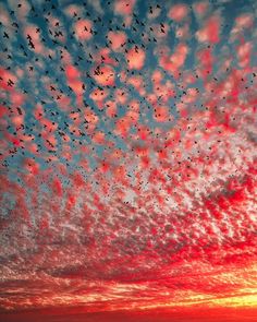 a flock of birds flying in the sky at sunset