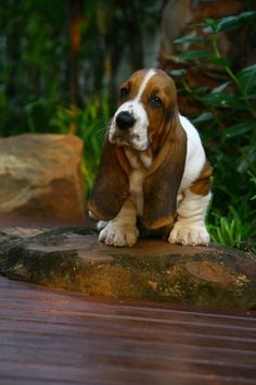 a brown and white dog sitting on top of a rock