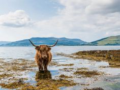 a cow standing on top of a body of water