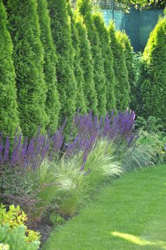 a row of bushes with purple flowers in the foreground and green grass on the other side