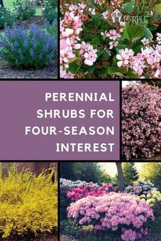 several different types of shrubs with the words perennial shrubs for four - season interest