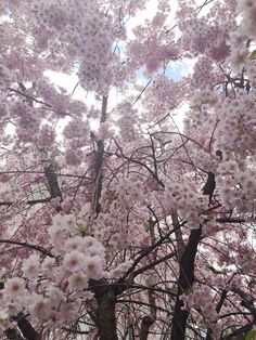 pink flowers are blooming on the branches of trees