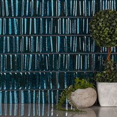 two potted plants sit next to each other on a table in front of a blue tiled wall