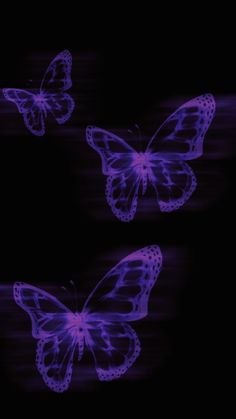 two purple butterflies on a black background