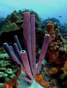 some very pretty pink corals on the ocean floor