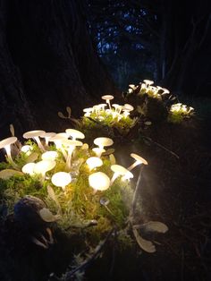 mushrooms are growing in the forest at night