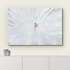 a white peacock with its feathers spread out in front of it's back wall