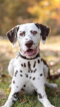 a dalmatian dog is sitting in the grass