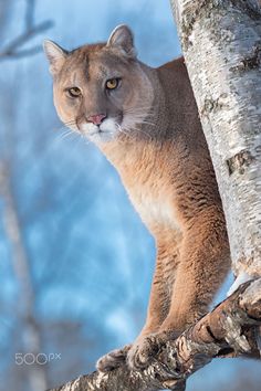 a close up of a cat on a tree branch