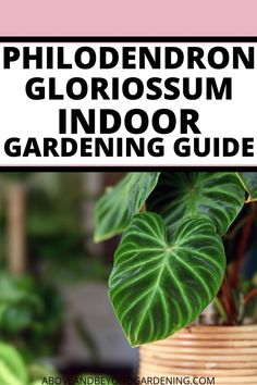 a close up of a potted plant with text overlay reading philoderon gloriosum indoor gardening guide